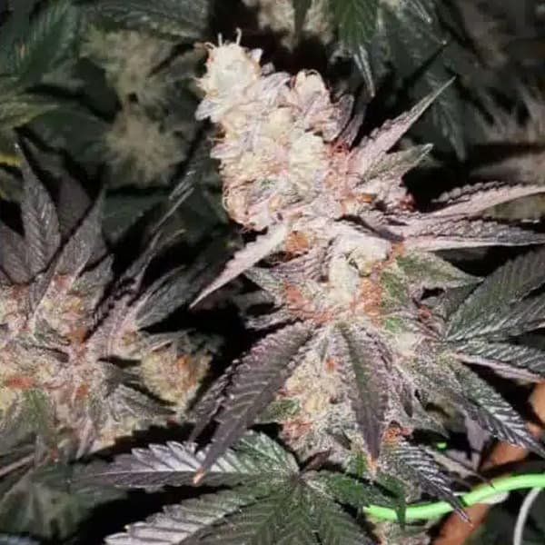 Tutti Candy > Zmoothiez | Feminisierte Hanfsamen  |  Indica